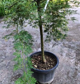 Клен ACER PALMATUM DISSECTUM VIRIDIS C43 h 110  1/2FUSTO